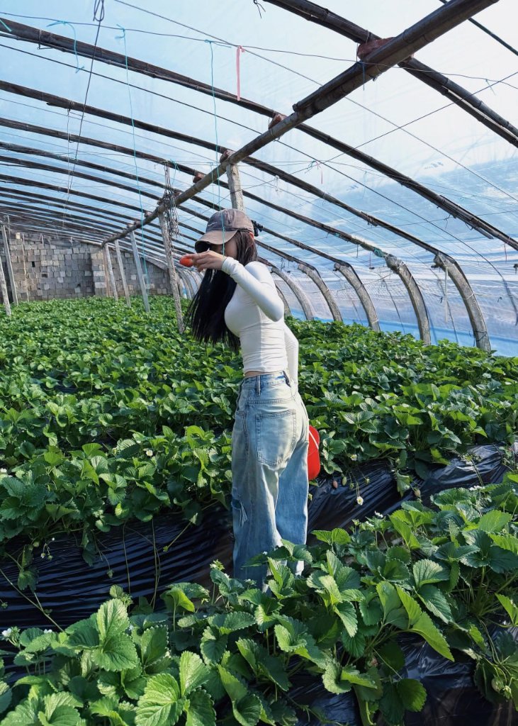 家族みんなで苺狩り、笑顔が溢れるひととき