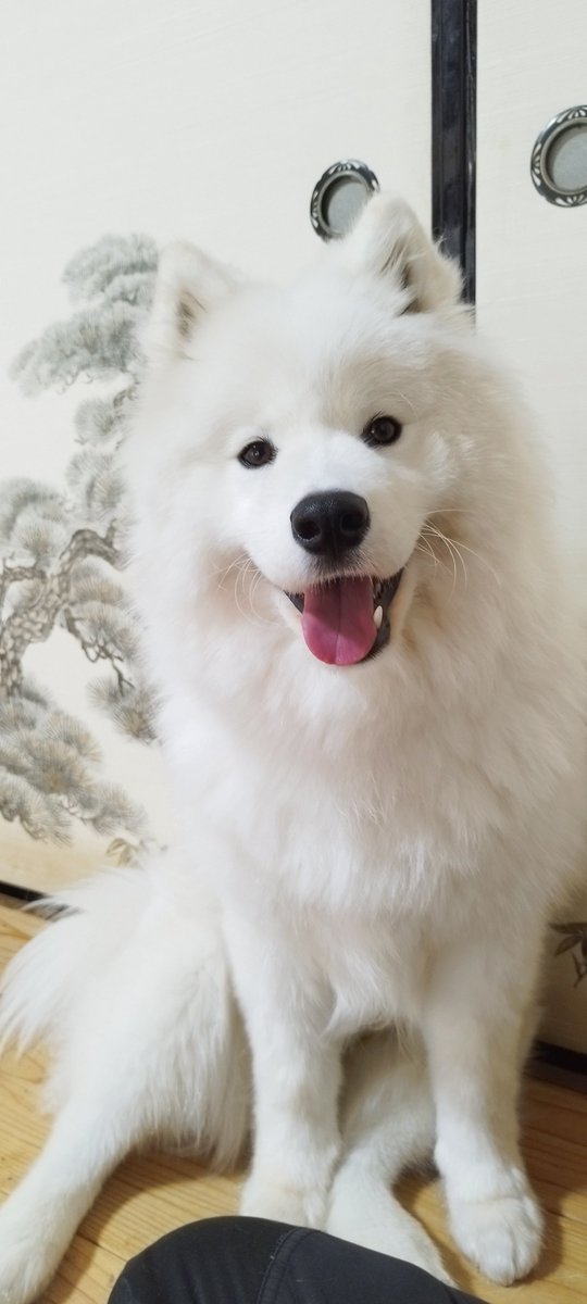 きょうのいぬ❄🐶