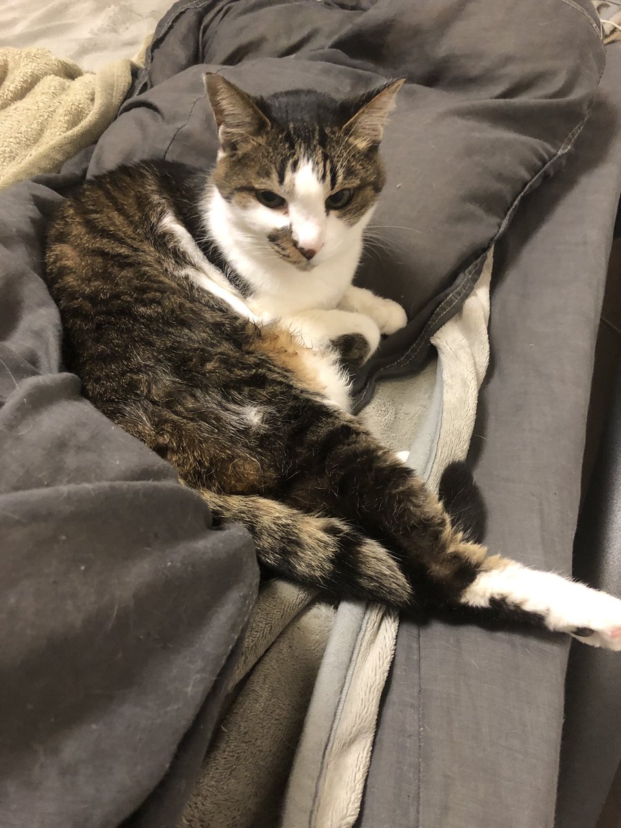 ネコちゃん様 ねこ☆様 22枚