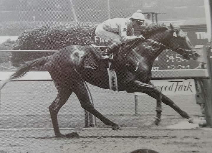 HORSE RACING 100 tweet media