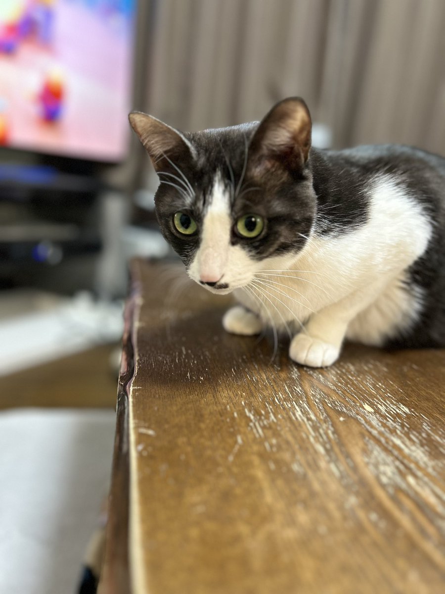 analyst_k_'s tweet image. ねずちゃん勘弁してあげて、、
みっちゃん泣いちゃうよ