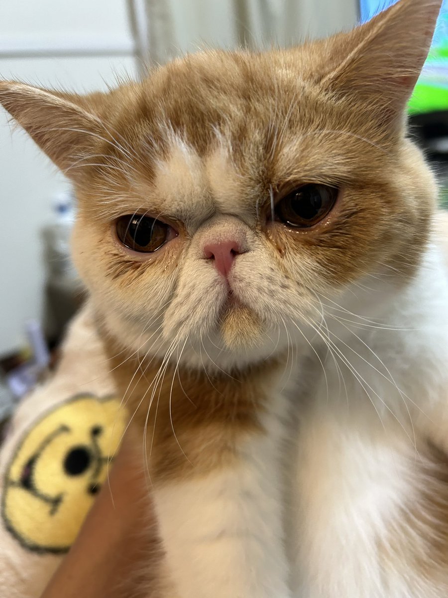 analyst_k_'s tweet image. ねずちゃん勘弁してあげて、、
みっちゃん泣いちゃうよ