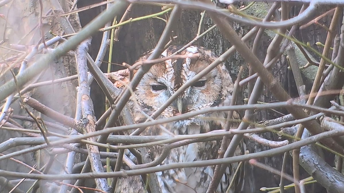 john lindsell tweet media