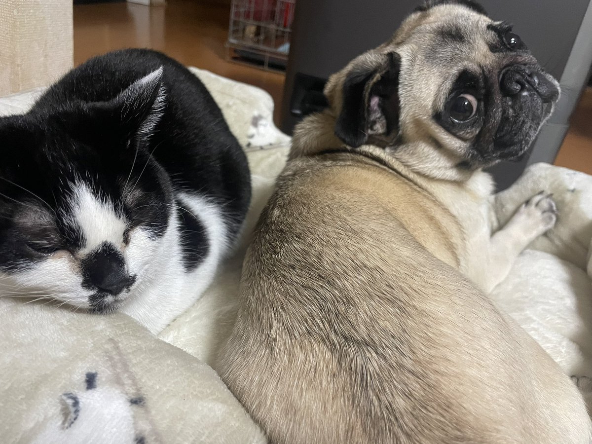 パグ クロパグコーヒー（9689 coffee）愛嬌バツグン！3匹の看板犬がダッシュ