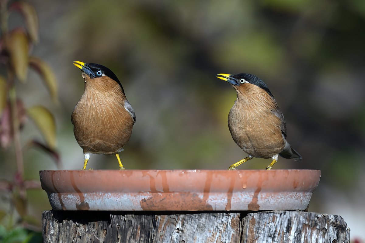 Brahminy Starlings
December 2025
#Jaipur
#Rajasthan 
#India 
#NikonZ8 
#Nikon500PF

<a href="/ForestRajasthan/">Rajasthan Forest Department</a>
<a href="/my_rajasthan/">Rajasthan Tourism</a>
<a href="/NikonIndia/">Nikon India Official</a>
<a href="/orientbirdclub/">Oriental Bird Club</a>
<a href="/Avibase/">Avibase (Denis Lepage)</a>
<a href="/IndiAves/">IndiAves</a>