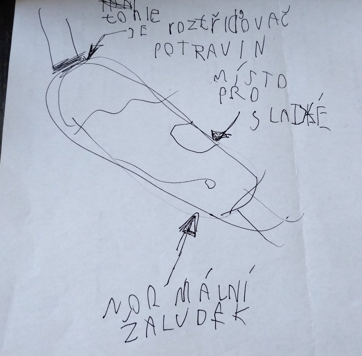 Bába od plotny 📝📚🧬 tweet media
