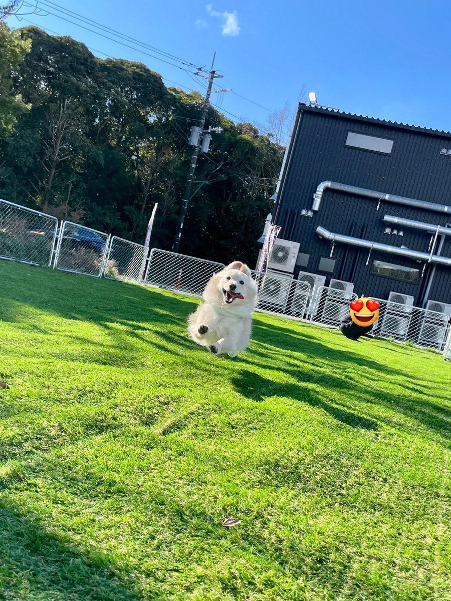 ポメックスのとろろくん (@monaka_0507) / Posts / X