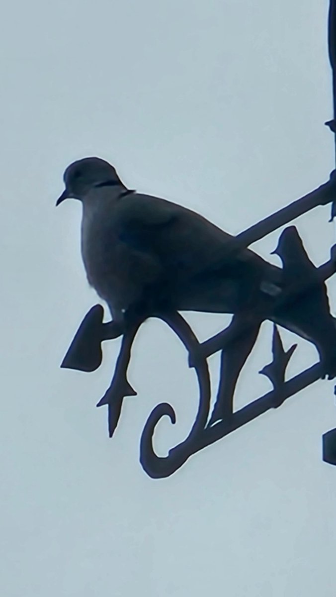 Promiň za kvalitu. Jen se chci podělit. Hrdličky mám ráda a dlouho jsem je neviděla. A ještě si sedla na Korouhvičku, která je upevněná na hromosvodu. Korouhvička je fakt krásná a přímo i s hrdličkama. Že to je štěstí 😁❤️😉