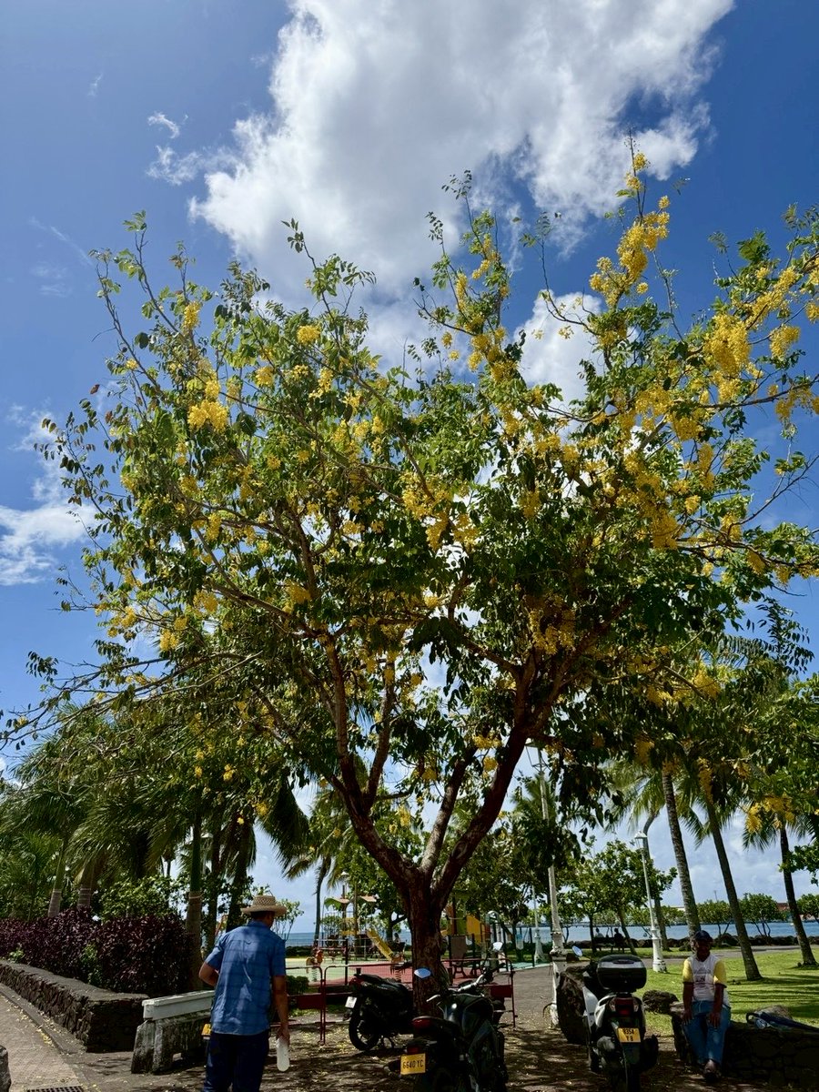 Linokai_HT's tweet photo. https://t.co/1EmkLyFPAL

2025 Tahiti 🇵🇫 https://t.co/EkTDT1WWvS