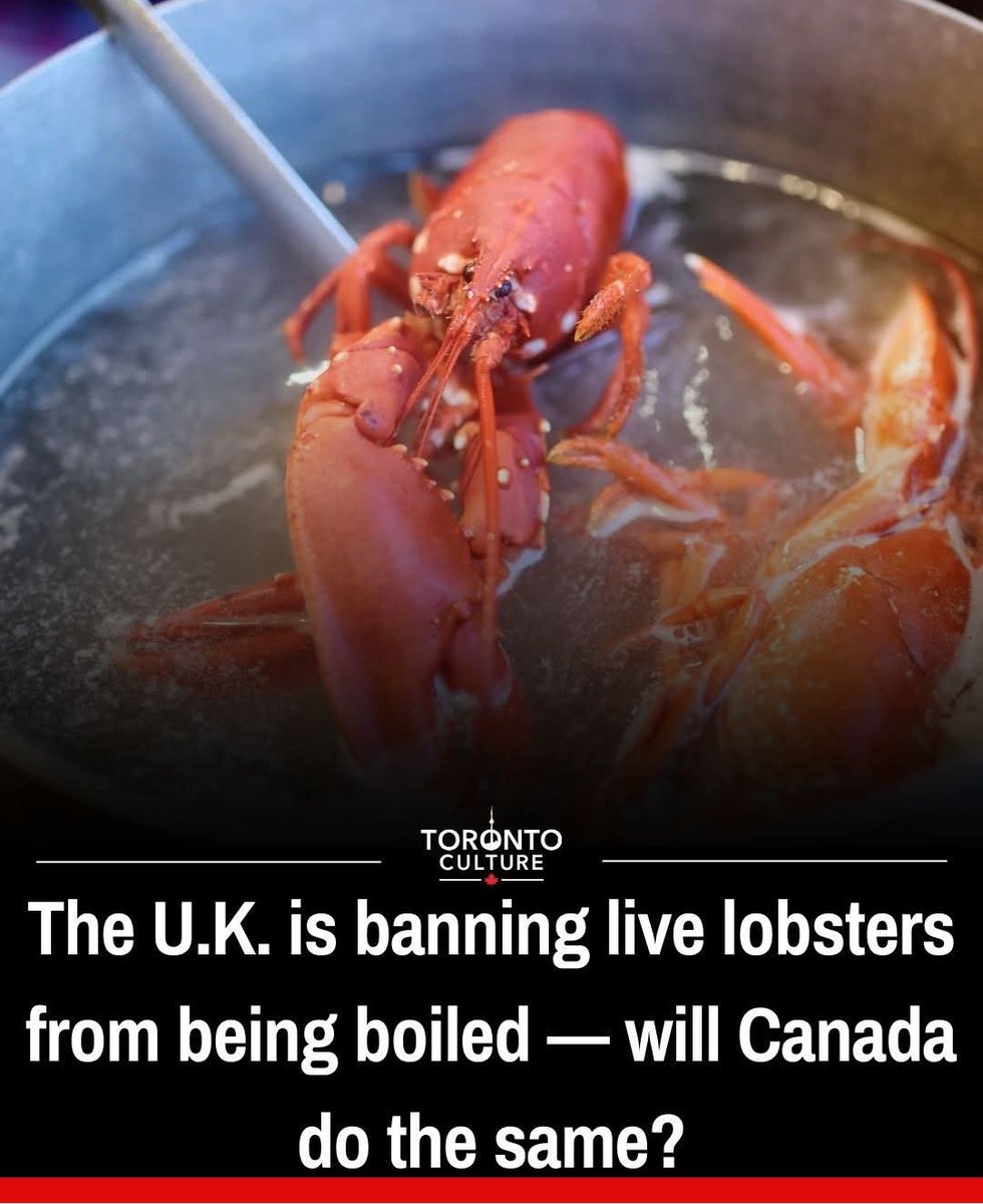 Just have to cook lobster for now on <a href="/Toby__3/">🟢 тoвч 🟢 ツ 🐝</a>