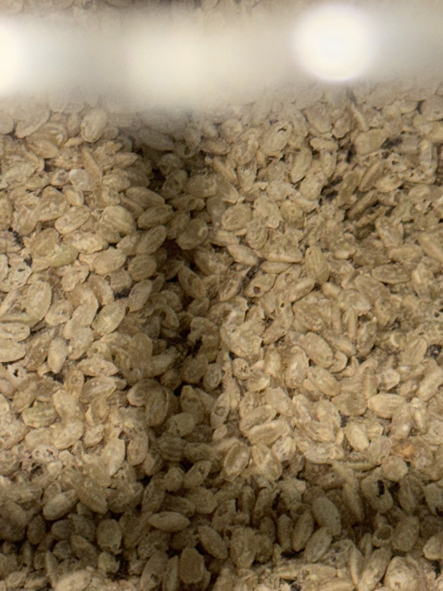 虫に食われて米粒の中がスカスカ