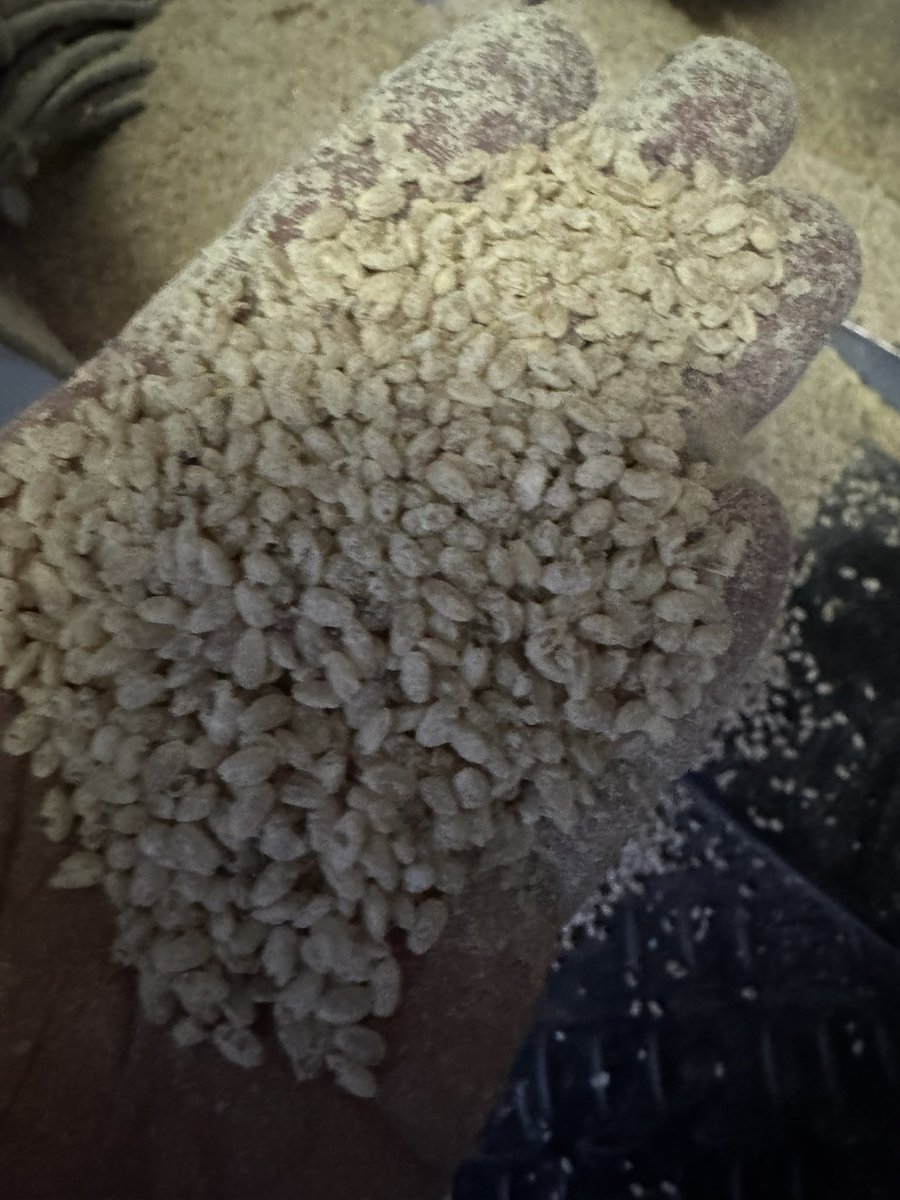 虫に食われて米粒の中がスカスカ