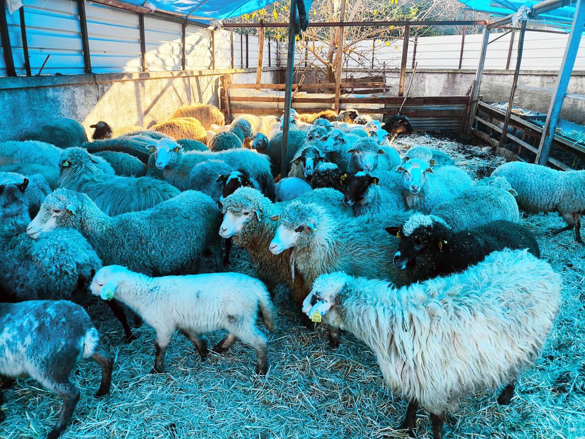 🐑 Karadeniz’in Hastalıktan Ari İlk Koyunculuk İşletmesi Giresun’da!

👩‍⚕️ Giresun / Bulancak’ta Veteriner Hekim Süleyman Aksu’ya ait koyunculuk işletmesi, “Hastalıktan Ari İşletmeler İçin Sağlık Sertifikası” almaya hak kazandı. 
🏆 Türkiye’nin 12. Karadeniz’in ise ilk hastalıktan