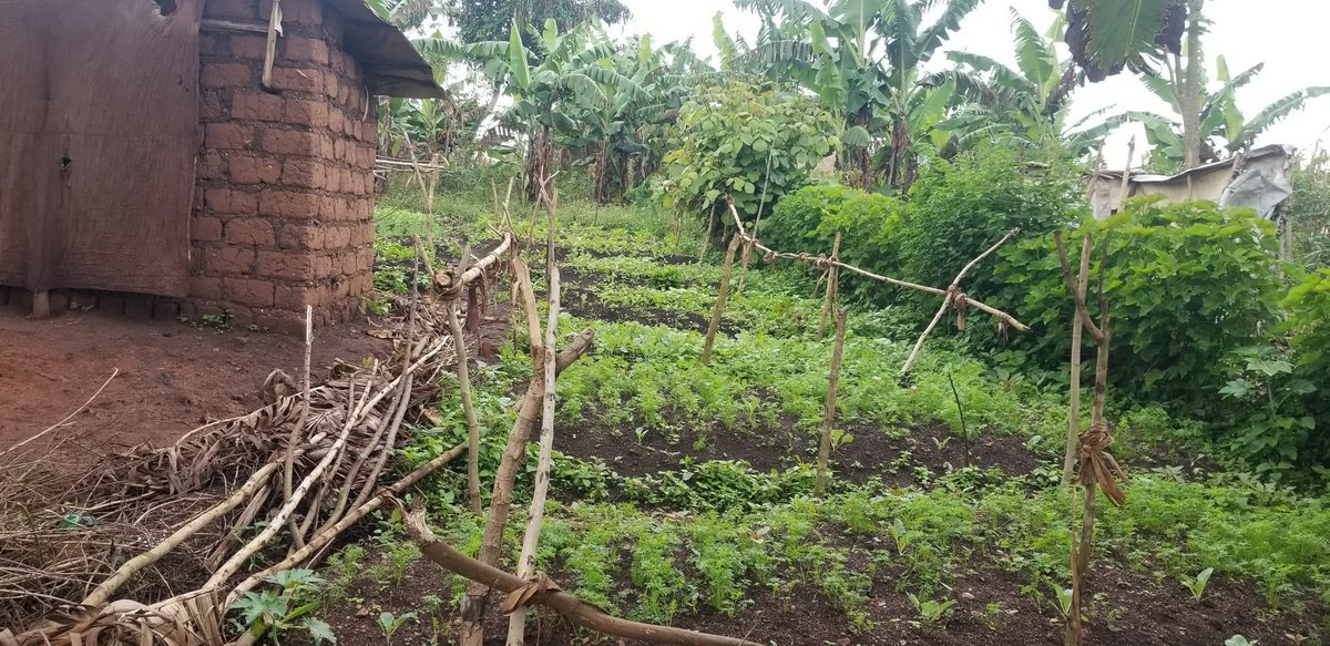 AmkeniF's tweet image. Growth in progress! 🌿 We're thrilled to share the progress of our vegetable garden so far! 🥗 Our hard work is paying off as our veggies start to sprout and grow. 🙌 A big thank you to everyone supporting this project! 🙏
#AmkeniFoundation #LivelihoodProject #Sustainability