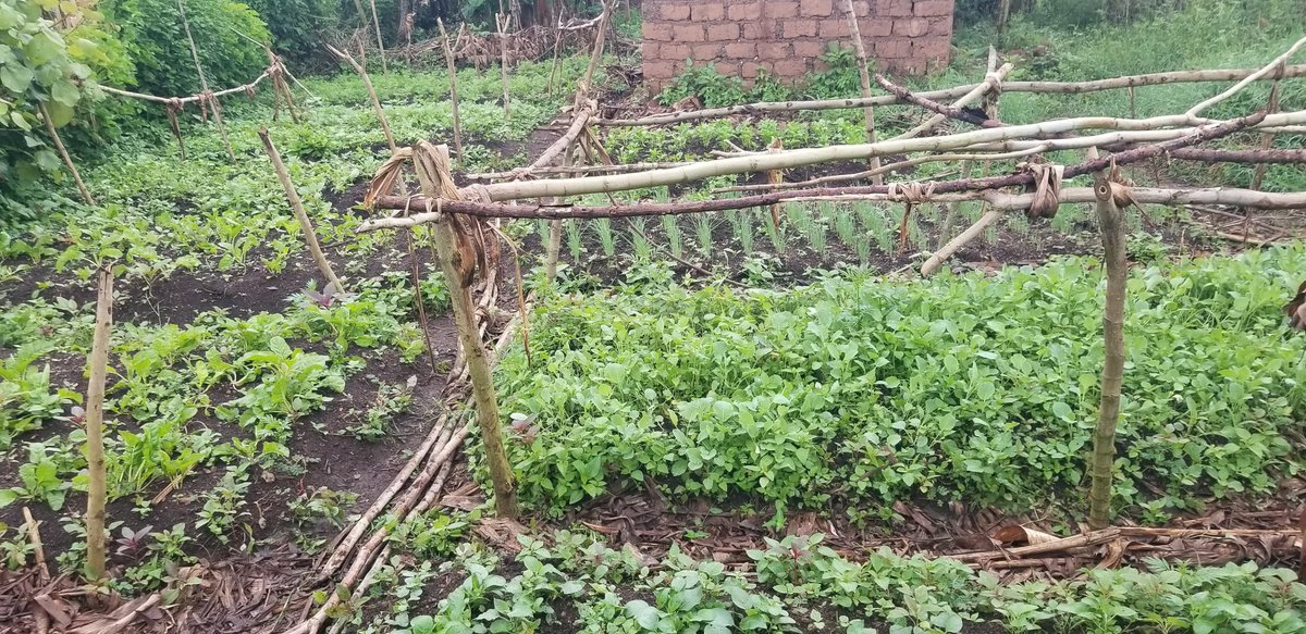 AmkeniF's tweet image. Growth in progress! 🌿 We're thrilled to share the progress of our vegetable garden so far! 🥗 Our hard work is paying off as our veggies start to sprout and grow. 🙌 A big thank you to everyone supporting this project! 🙏
#AmkeniFoundation #LivelihoodProject #Sustainability