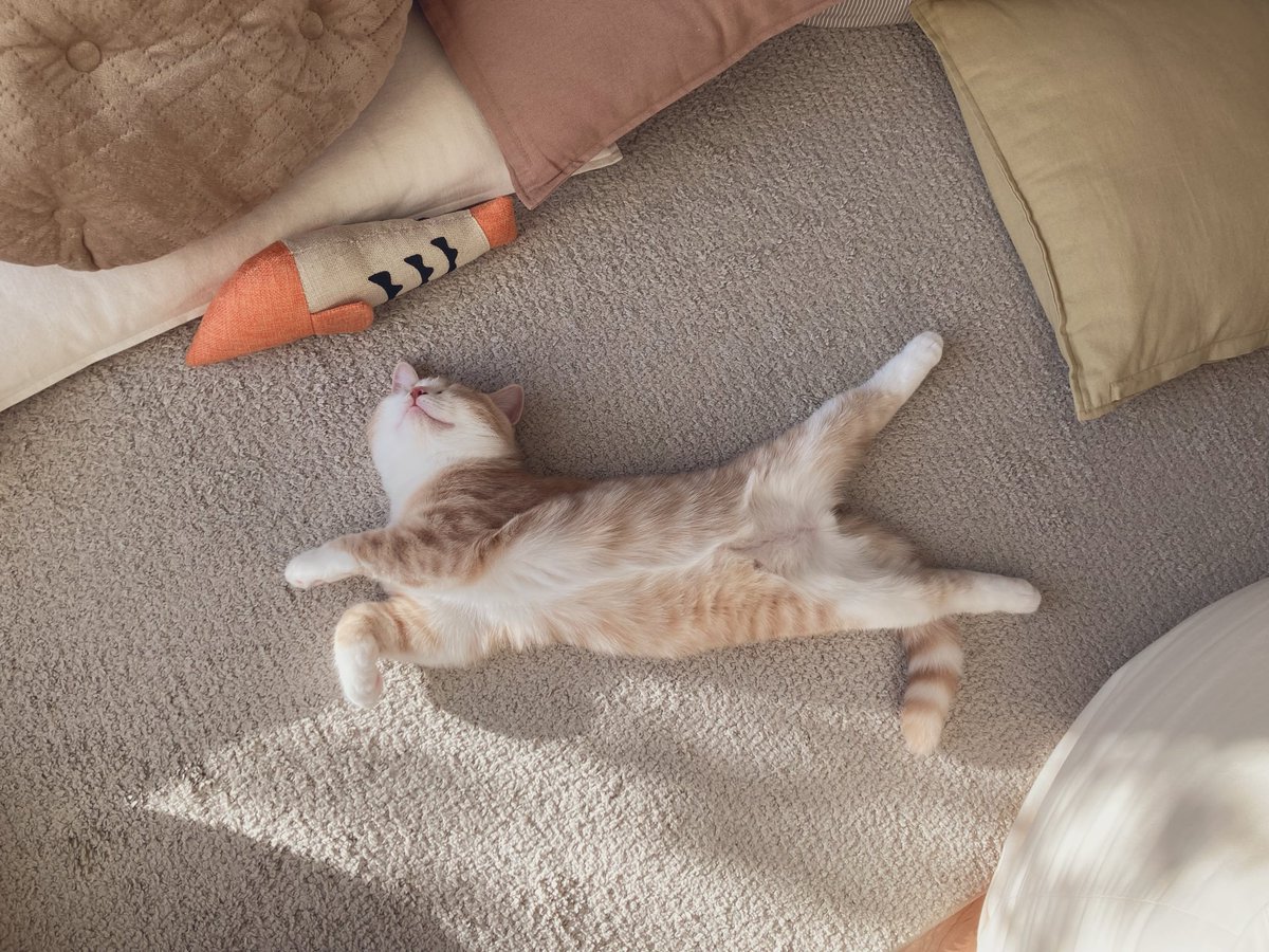 舞茸うまい tweet media