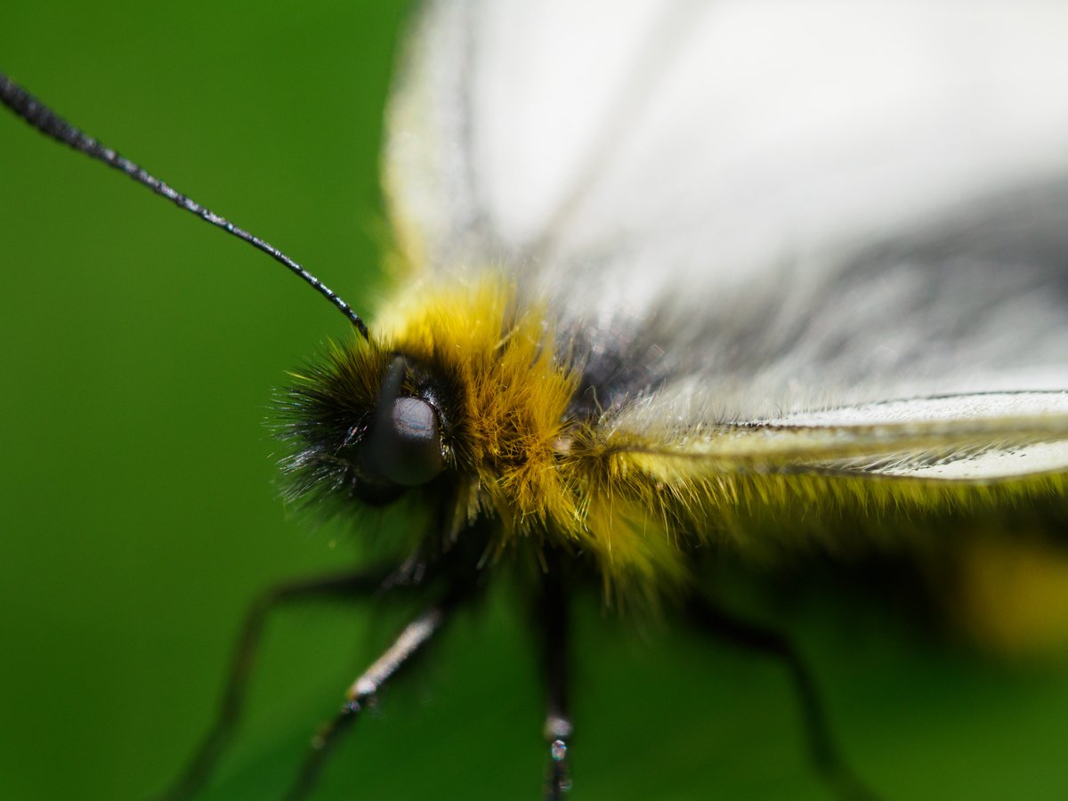 Actiusaliena's tweet image. 去年のウスバシロチョウ。寒いので早く春になってほしい。