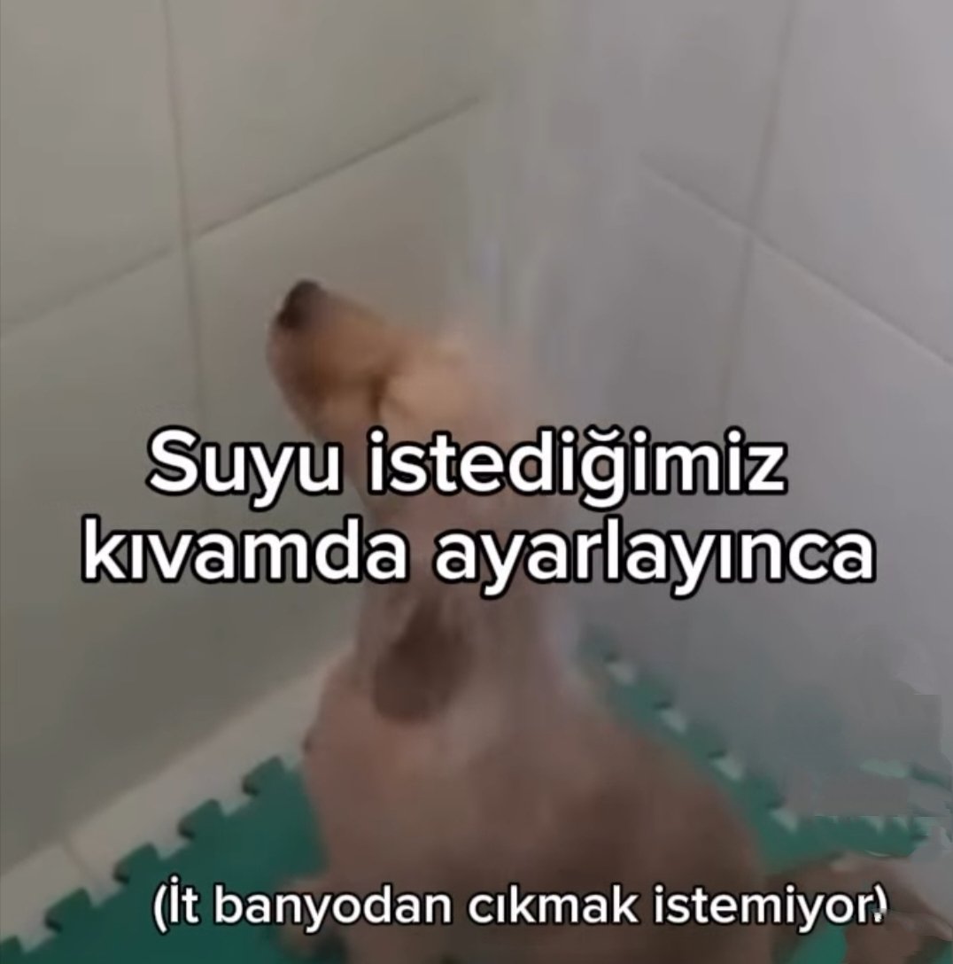 🧞‍♀️ (@selinraven) on Twitter photo 