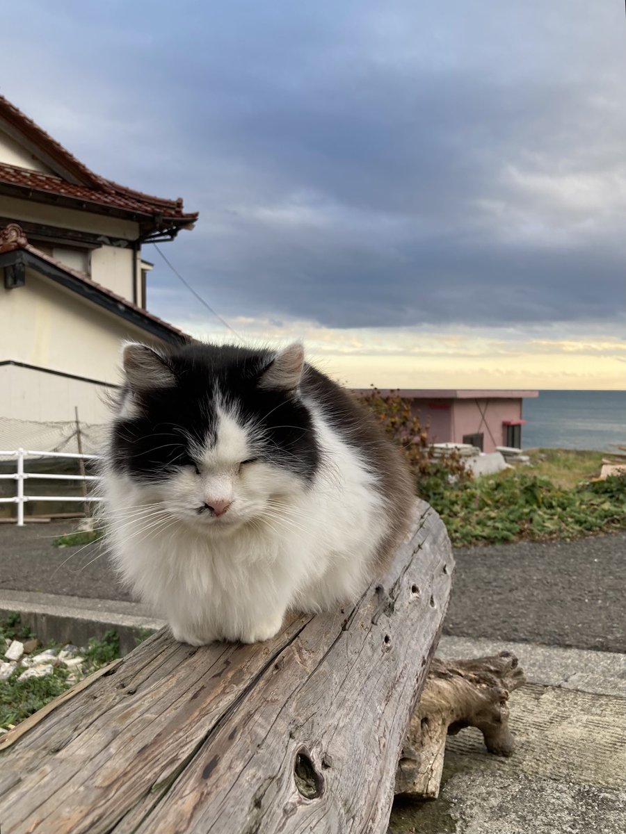 こちらもどうぞ😸 #田代島クロネコ堂 #猫島 #tashirojima #CatsOnX