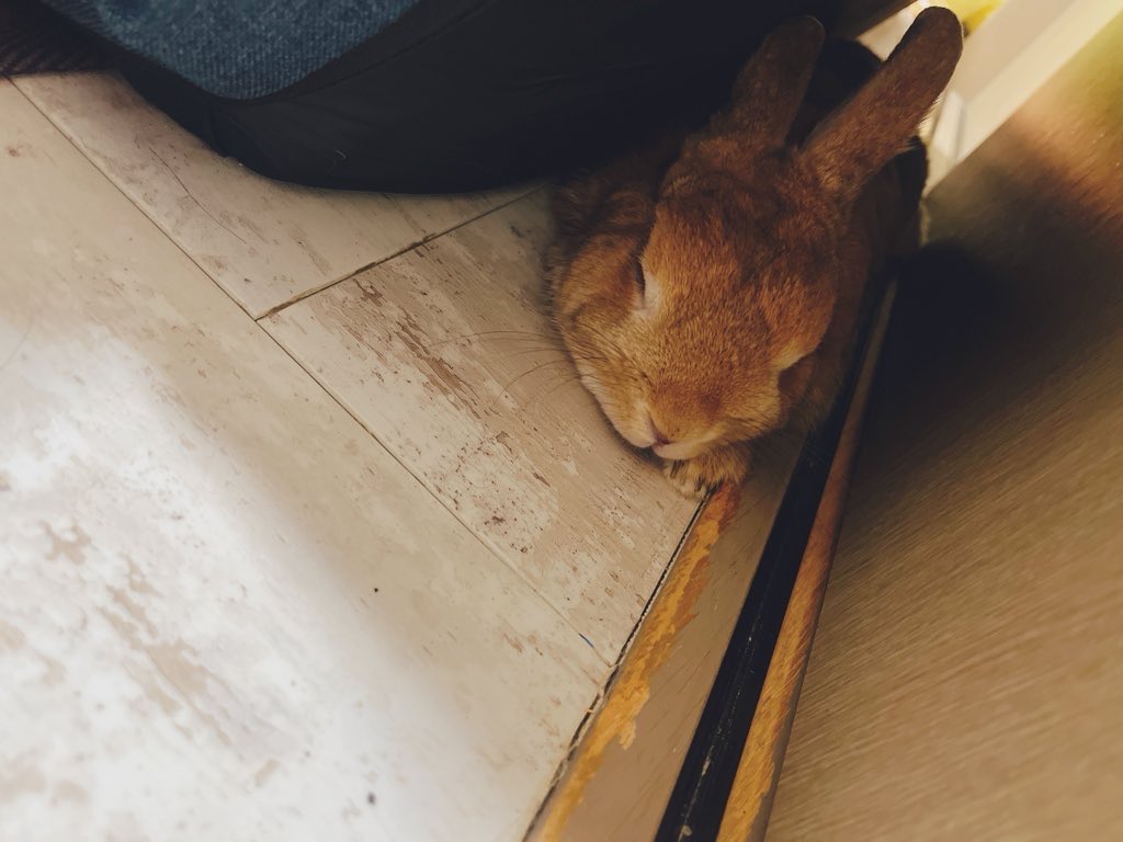 Usa_monchan's tweet photo. #うさぎさんの寝姿は健康にいいのでどんどん投稿しましょう https://t.co/g1LP7E2BhT