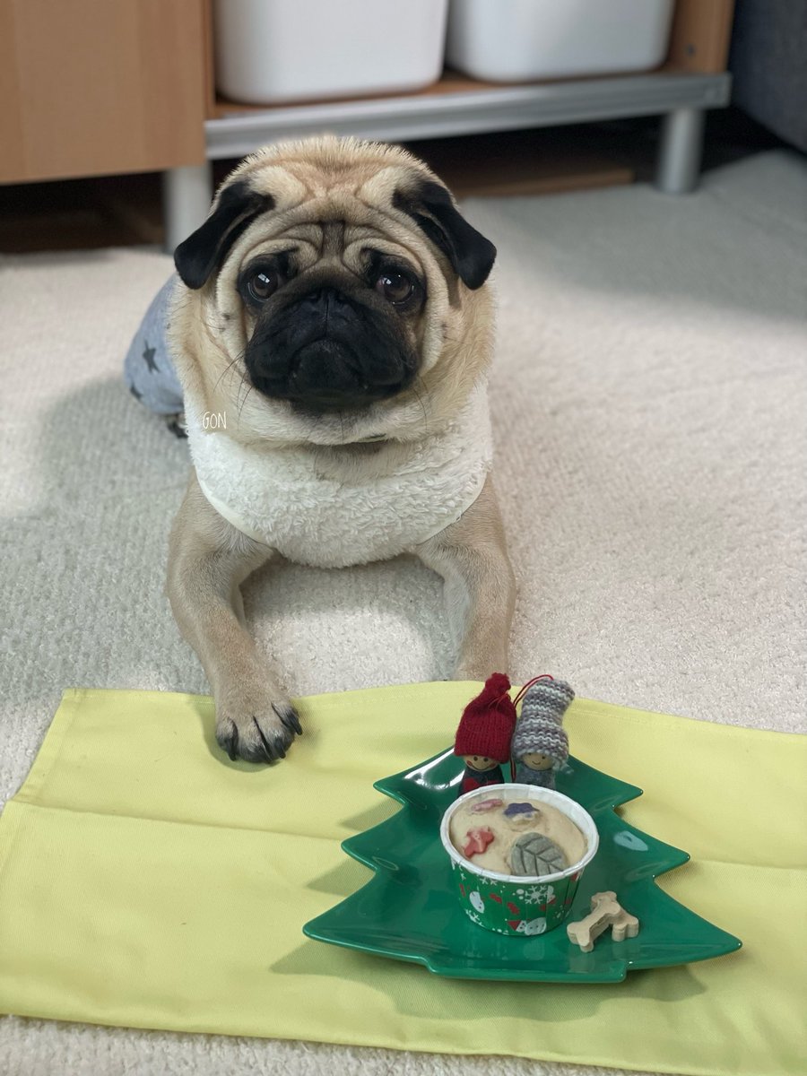 ばぐパグ (@pugbagu) / Posts / X