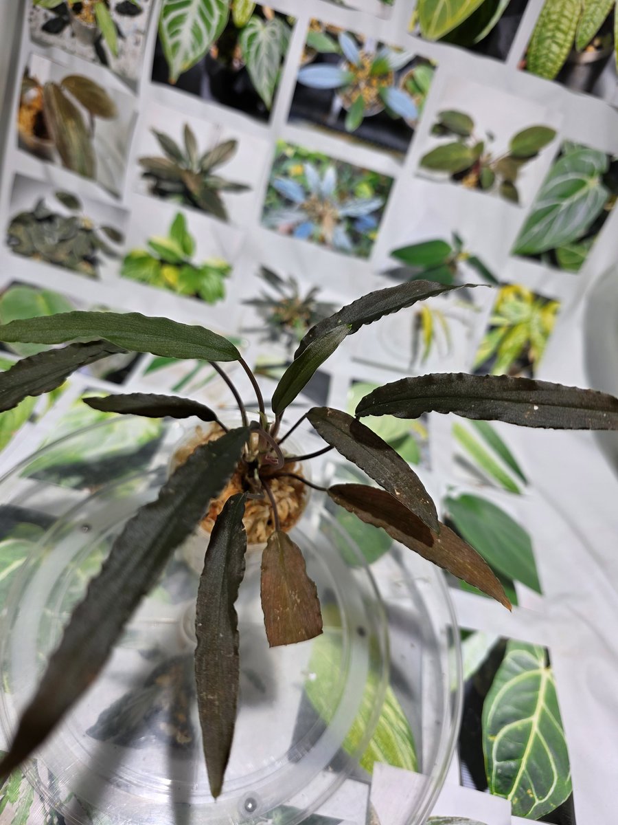 1月サンシャイン蘭展持てく Homalomena sp. スラ黒シリーズ 10株