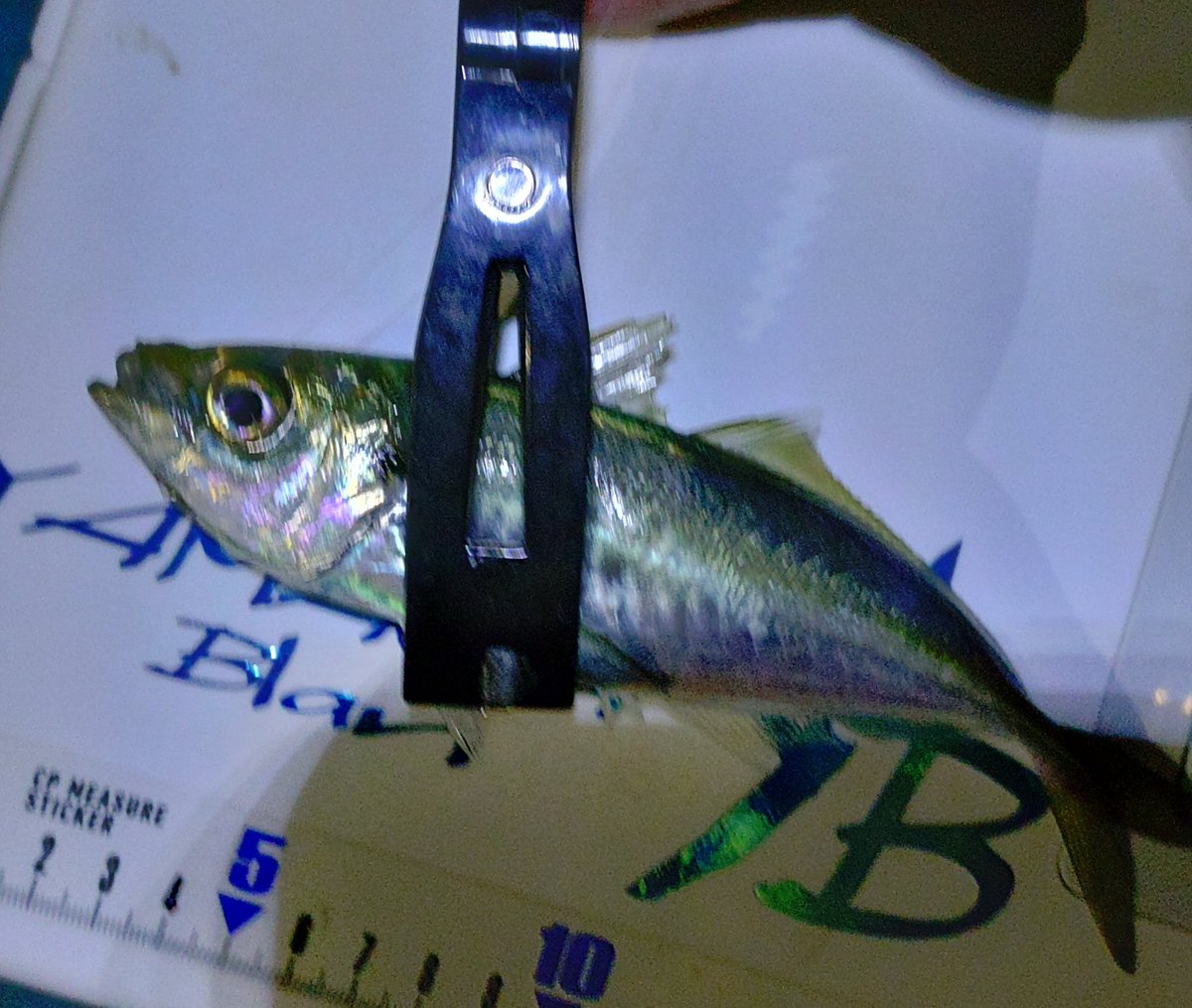 今年最後は伊豆アジ