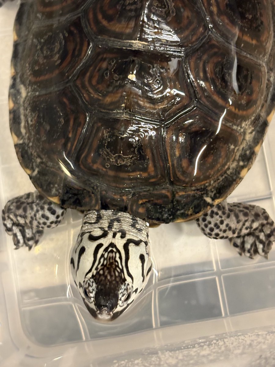 顔の模様はウチでは上位🐢✨

#ダイヤモンドバックテラピン
#DBT
#カロリナ