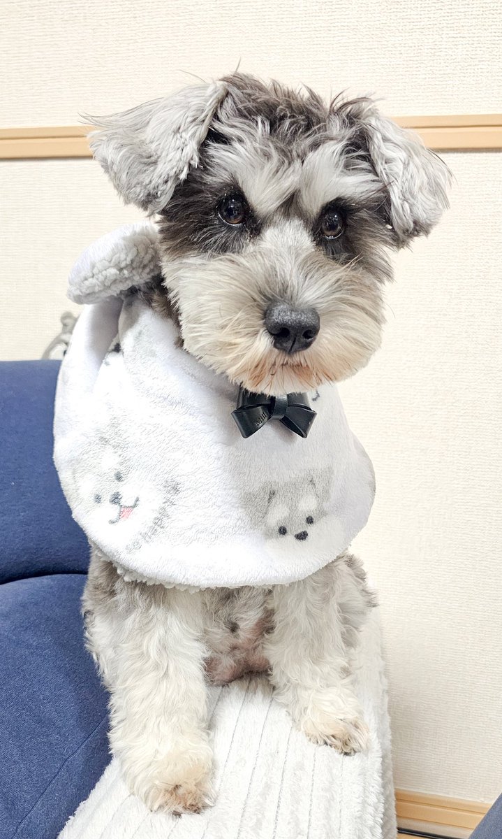 イルーシー買ってきた.人用？マフラー？なにこれ？とりあえず大きい