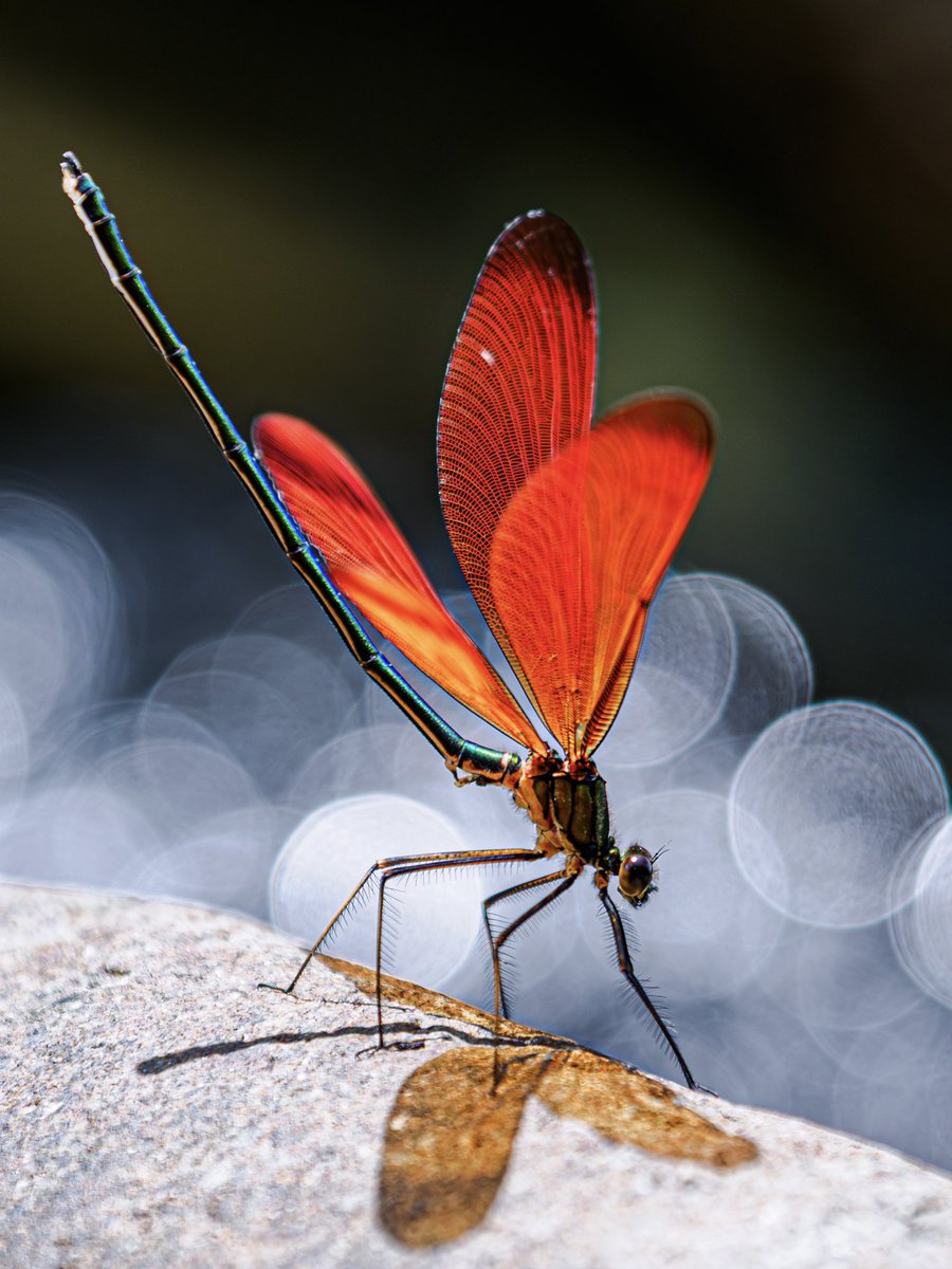 M_religiosa's tweet image. ミヤマカワトンボ
太陽を透かして朱色に染まる翅