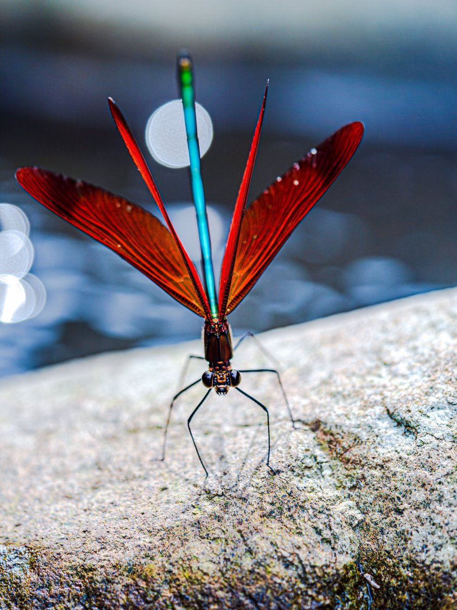 M_religiosa's tweet image. ミヤマカワトンボ
太陽を透かして朱色に染まる翅