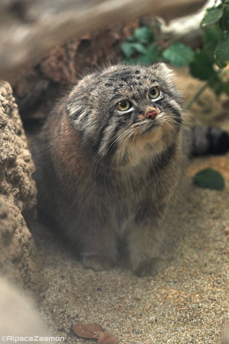 alpacazaemon's tweet image. 