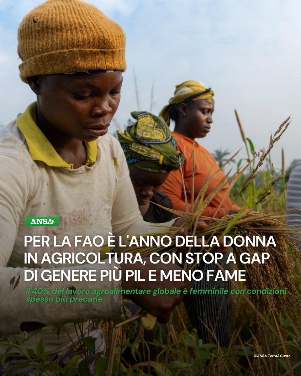 La <a href="/FAO/">Food and Agriculture Organization</a> lancia l'Anno internazionale della donna agricoltrice 2026 con l'obiettivo di colmare il divario di genere in agricoltura, il che aumenterebbe il Pil globale di 1000miliardi di dollari e ridurrebbe la fame per 45milioni di persone
#ANSATerraGusto
➡bit.ly/49h8TOq