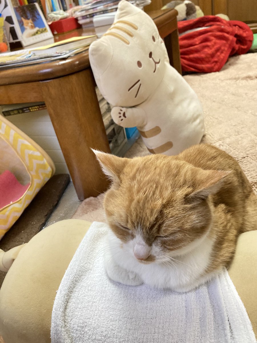 昨年2024年12月30日の
おかかさん🐱

『猫枕にぎゅっぎゅっ💕』