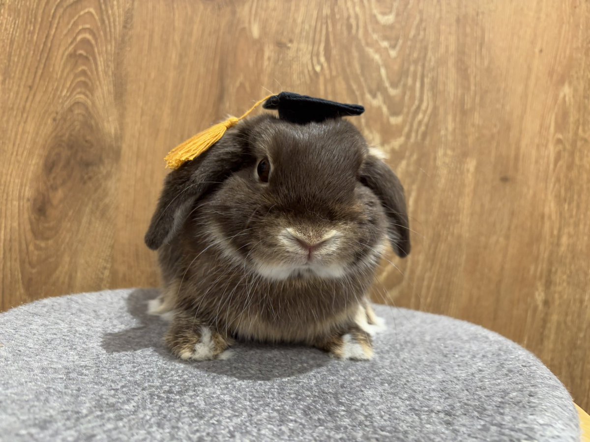 本日の卒業生でおやすみなさい🌃⭐
おめでとう🎉🎉

#うさぎのしっぽ　#うさぎのしっぽビナウォーク店　#うさぎのいる暮らし　#うさぎ好きさんと繋がりたい　#うさぎ専門店　#토끼　#兔子　#rabbit