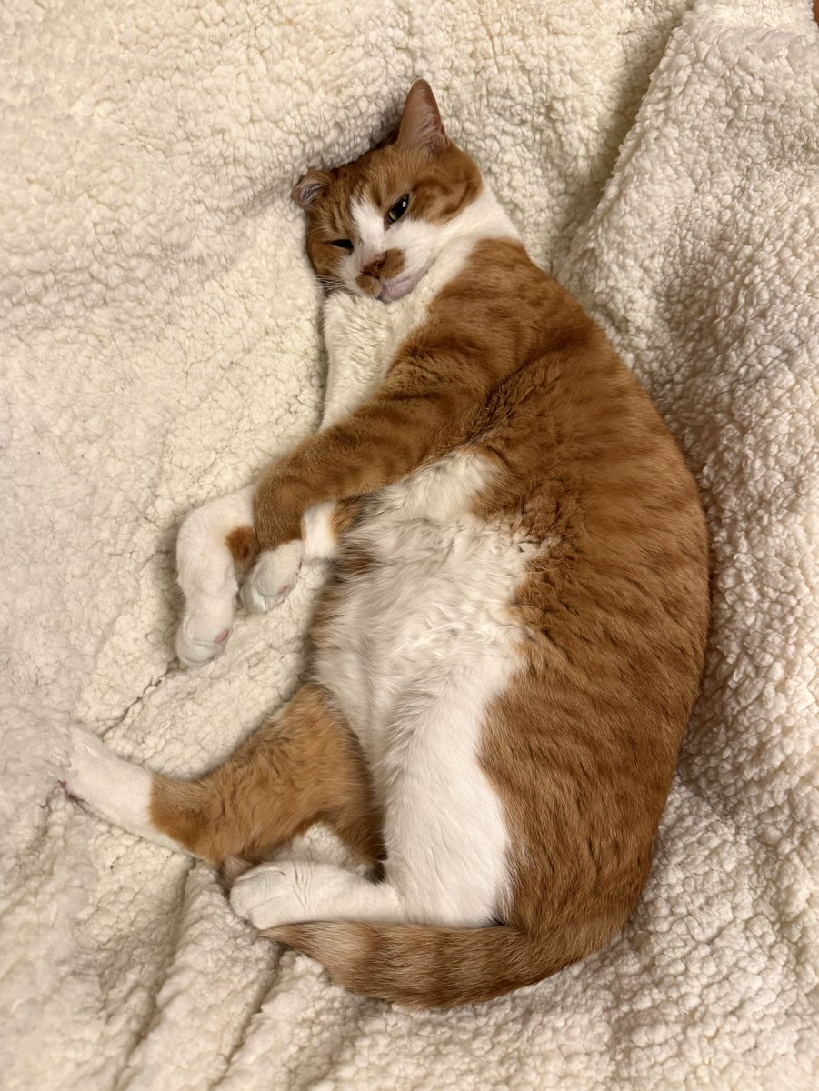 とらねこ✩プロフィール確認お願いします✩ とらねこ🍺 (@chatoraneko) / Posts / X