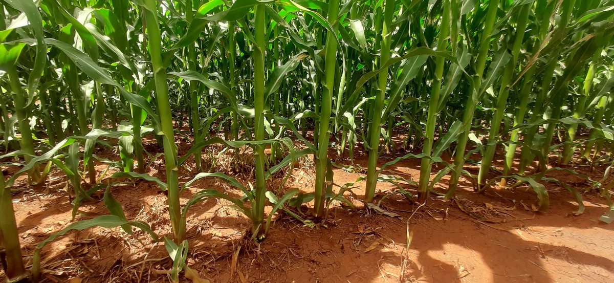 Forward Makasi-Snr. Agronomist🇿🇼 tweet media