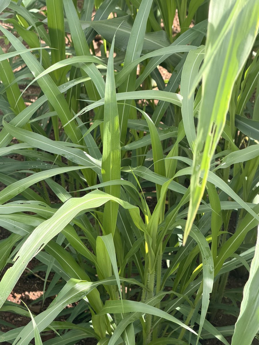 Forward Makasi-Snr. Agronomist🇿🇼 tweet media