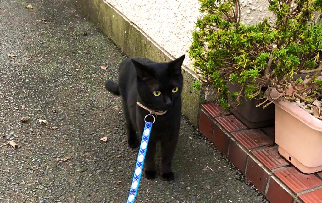 来年もよろしくニャー😸