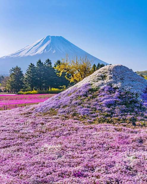 大人ブルー (@coloch_) on Twitter photo 