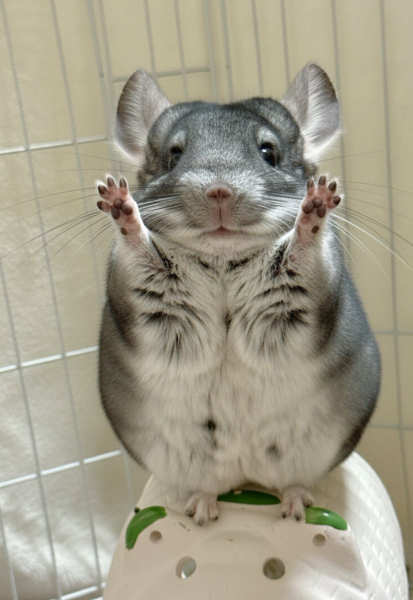 クマじいさん (@3UX7LKEdlvRVTTK) / Posts / X