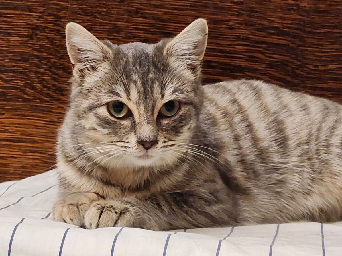 Petit chat hi-res stock photography and images - Alamy, image size:1200x900