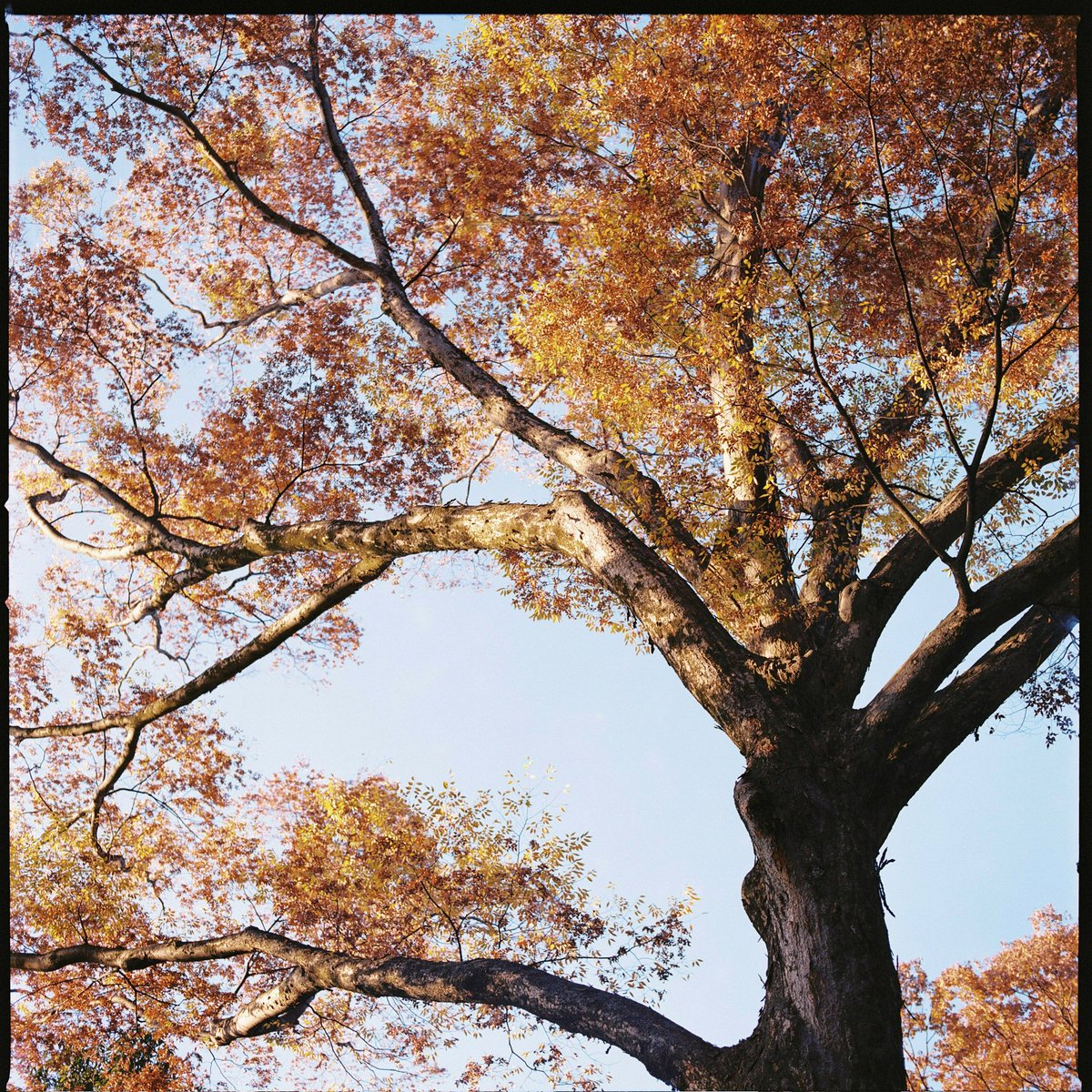 Dec.30
#Hasselblad500CM