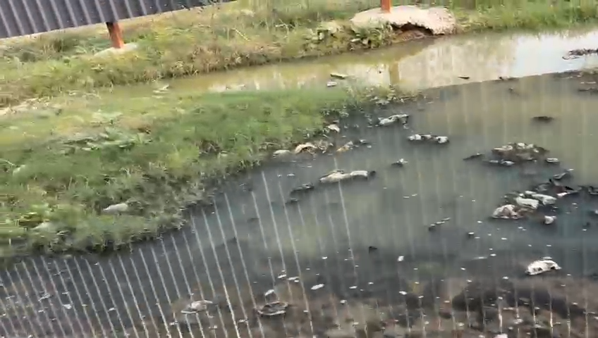 Ajit Sharma tweet media