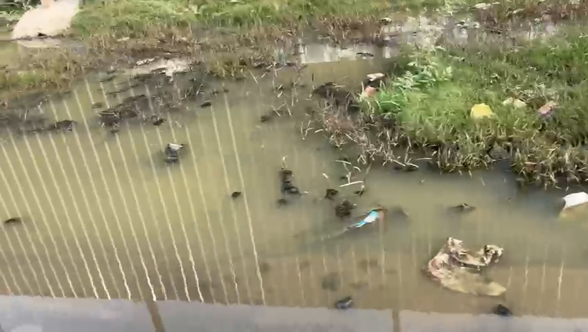 Ajit Sharma tweet media