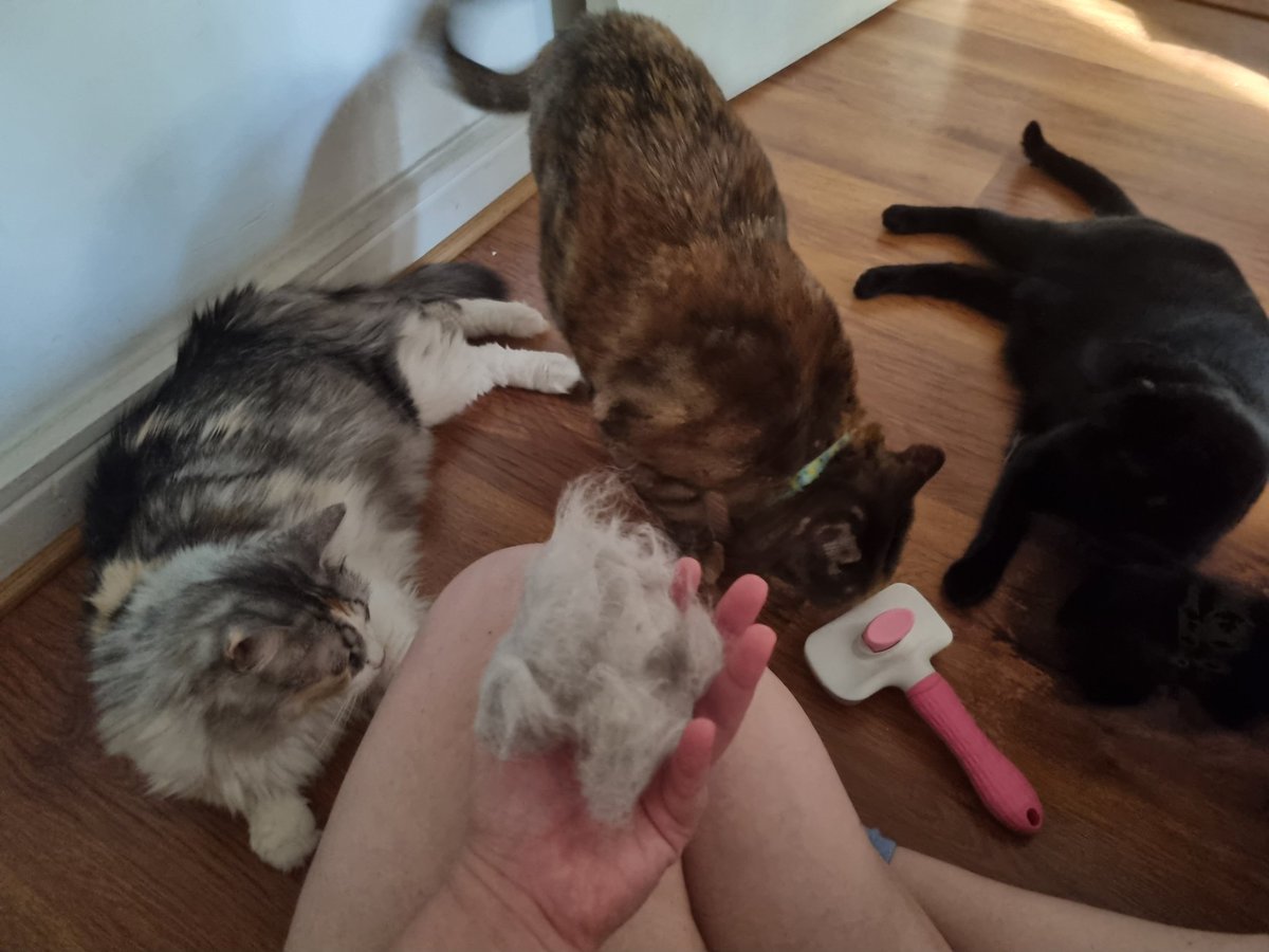 Estaba tirando mucho pelo así que decidí peinarla. Su parte favorita del cepillado es cuando uno le tira fuerte el pelo 😅 AMA el cepillado (y por esa bola de pelo, le hacía falta;; )

Les enseñé a todas que el peinado son mimos, así que esperan su turno 😎💖