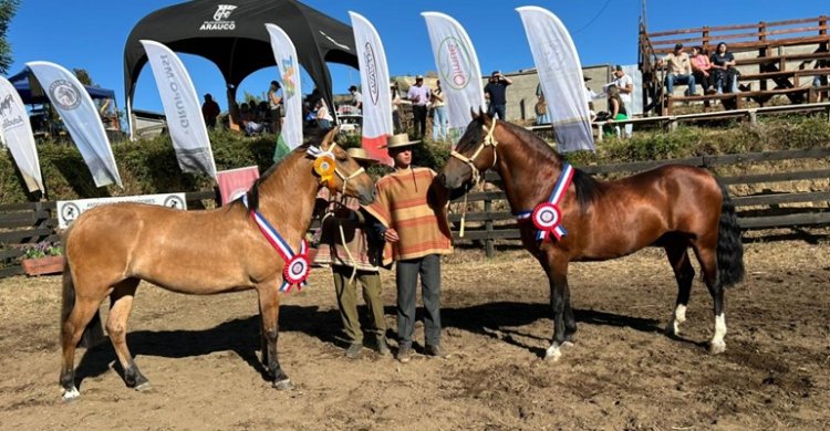 Cosita Linda y Acampao impusieron su sello racial en la Expo Arauco #Caballoyrodeo tinyurl.com/fp9jcwx8