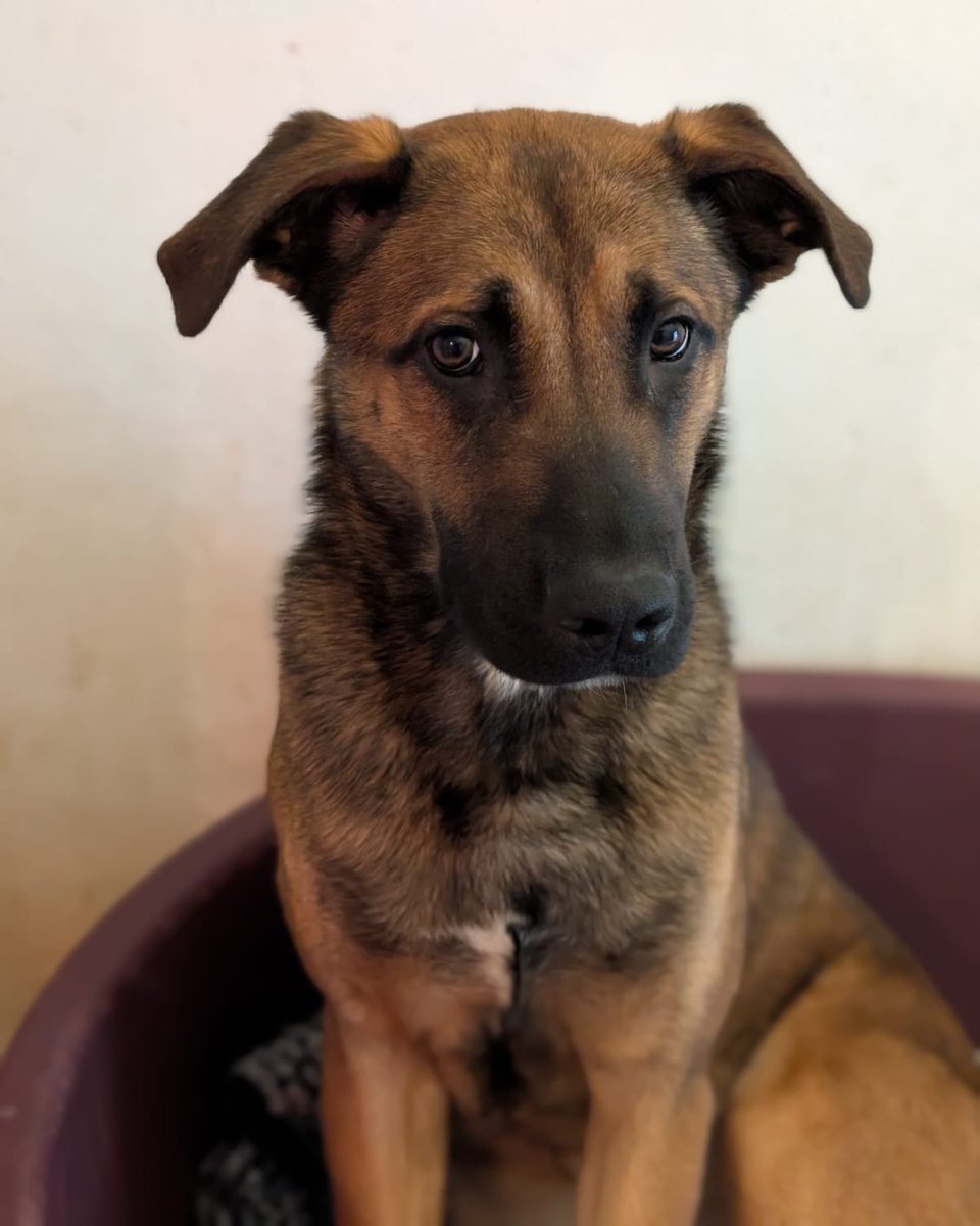 NSPCA Longford tweet media