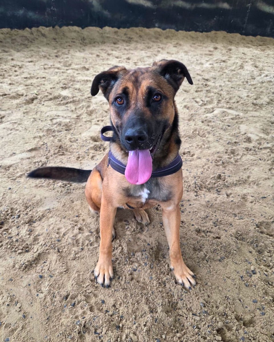 NSPCA Longford tweet media