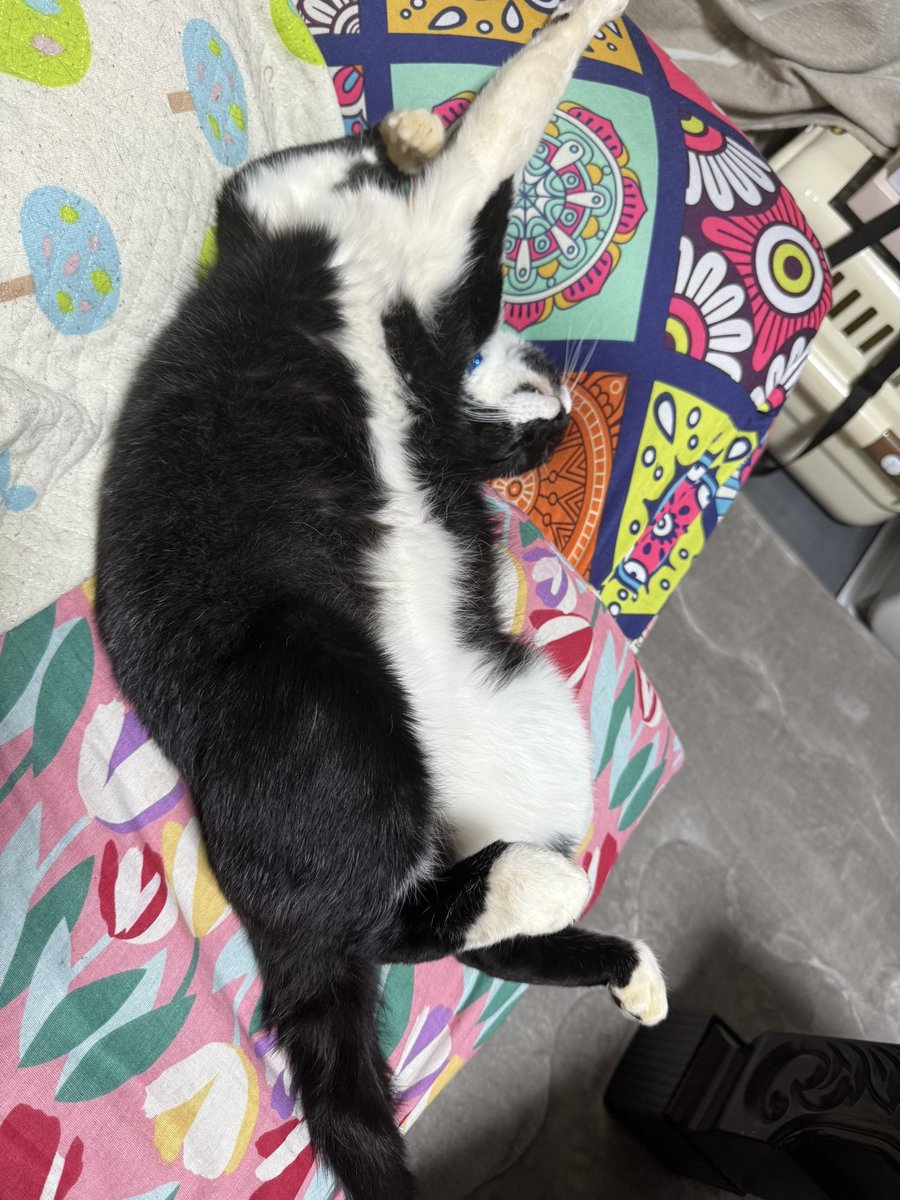 捕獲器 アニマルキャッチャー 器 迷子 モグラ 野良 ハクビシン 動物 捕獲 保護 犬 捕獲機 迷子猫 動物捕獲器 捕獲 野生 野良猫 動物 捕獲器  猫 捕獲機 踏板式 害獣 捕獲 器 アニマルキャッチャー ハクビシン モグラ, image size:900x1200